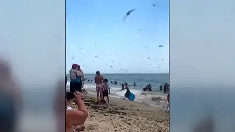 Una plaga de libélulas atemoriza a los bañistas en una playa Una plaga de libélulas atemoriza a los bañistas en una playa