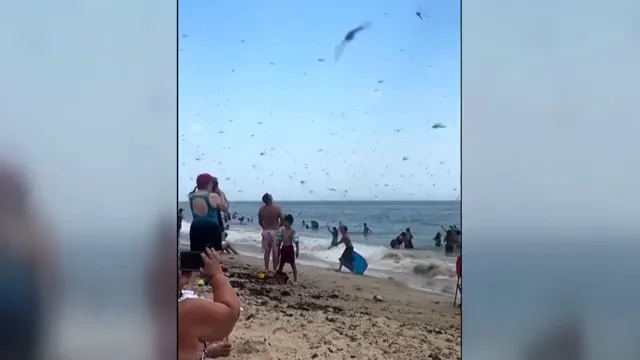 Una plaga de lib&eacute;lulas atemoriza a los ba&ntilde;istas en una playa