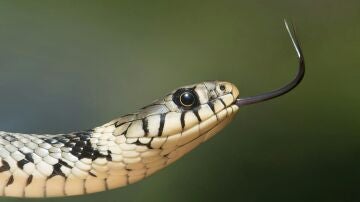 Serpiente, imagen de archivo
