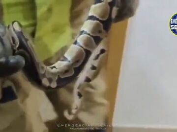 Enorme serpiente en la cabecera de una cama en Sevilla