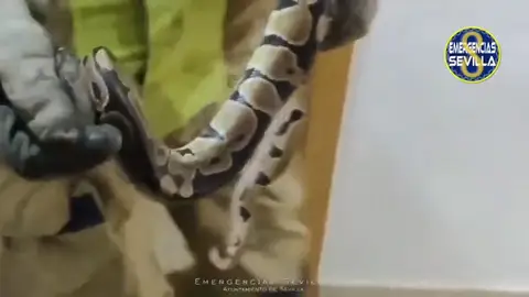 Enorme serpiente en la cabecera de una cama en Sevilla Enorme serpiente en la cabecera de una cama en Sevilla