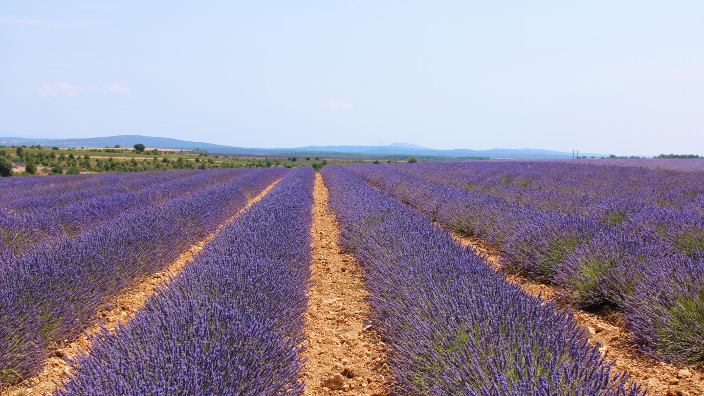 Campos de lavanda