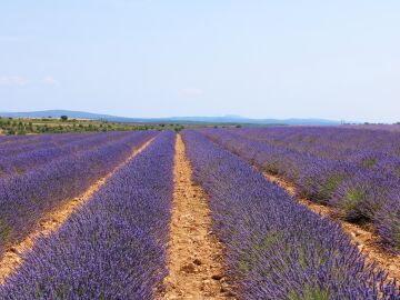 Campos de lavanda