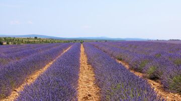 Campos de lavanda
