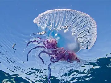 Carabela portuguesa Carabela portuguesa