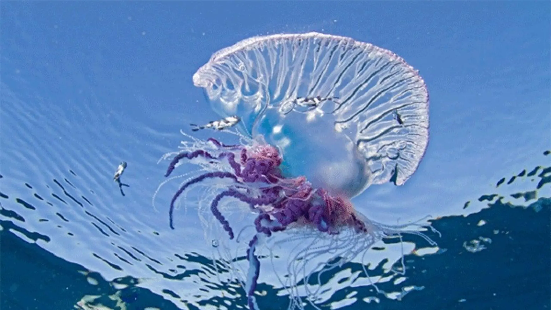 Carabela portuguesa Carabela portuguesa