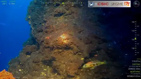 Nuevo monte submarino en Canarias compuesto por tres volcanes Nuevo monte submarino en Canarias compuesto por tres volcanes