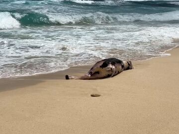 Aparece una vaca muerta en la orilla de la playa Lambra, en La Graciosa 