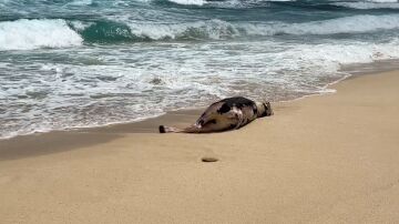 Aparece una vaca muerta en la orilla de la playa Lambra, en La Graciosa 
