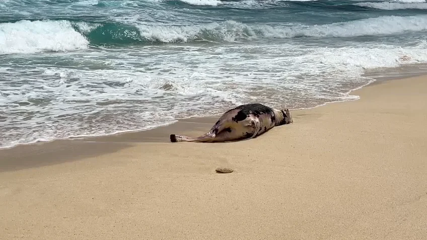 Aparece una vaca muerta en la orilla de la playa Lambra, en La Graciosa Aparece una vaca muerta en la orilla de la playa Lambra, en La Graciosa