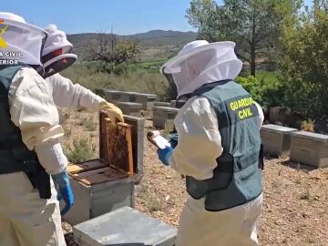 Operación contra miel contaminada