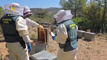 Operación contra miel contaminada