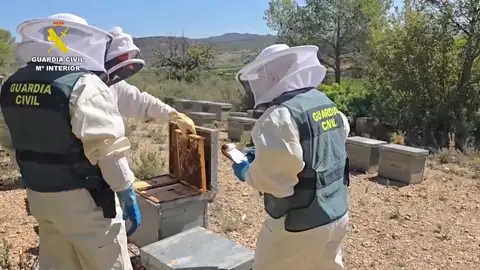 Operación contra miel contaminada Operación contra miel contaminada