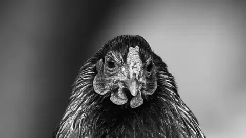 Imagen de archivo de una gallina. Imagen de archivo de una gallina.