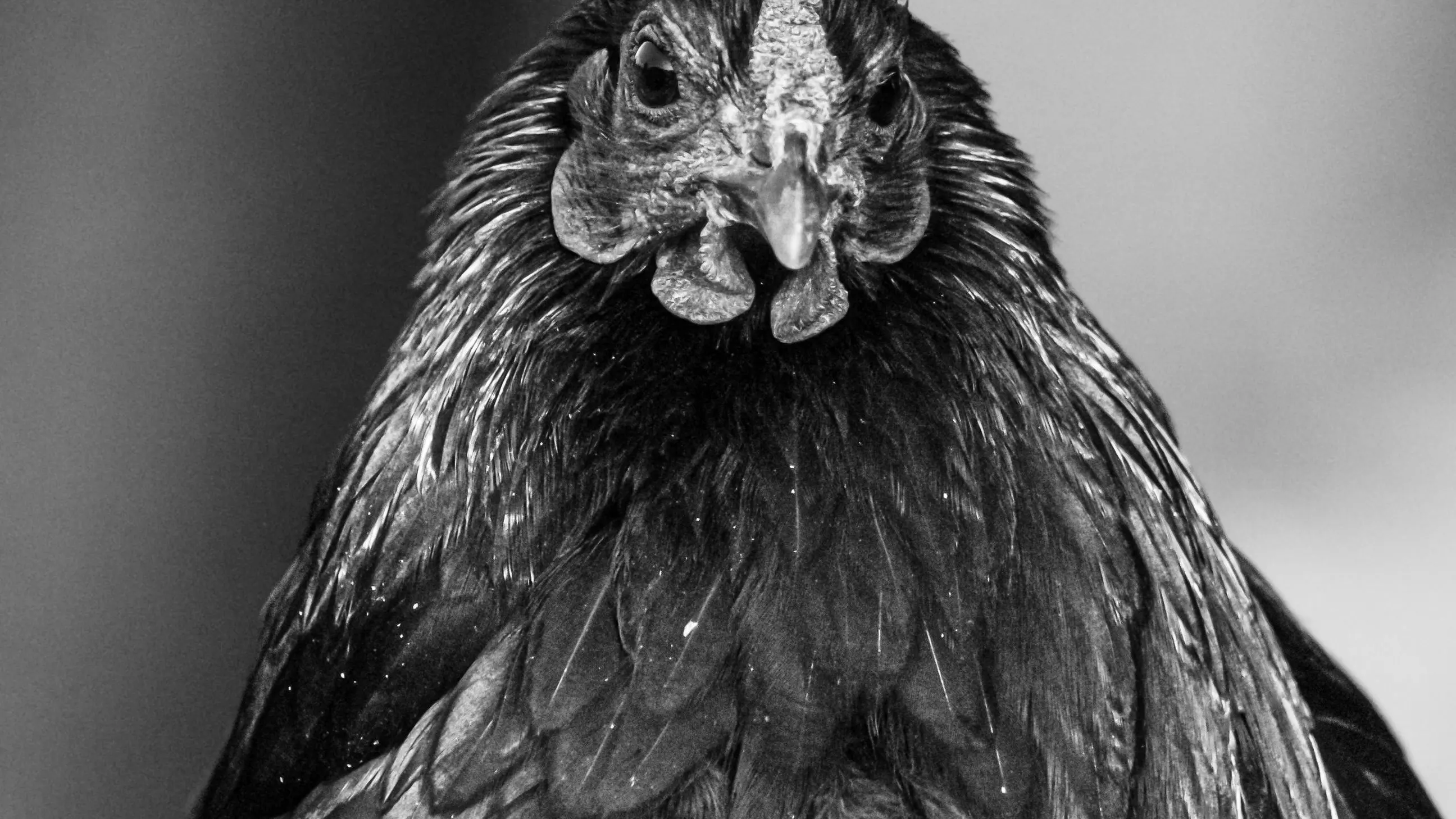Imagen de archivo de una gallina. Imagen de archivo de una gallina.