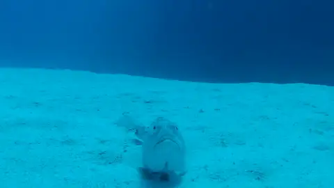 pez araña pez araña