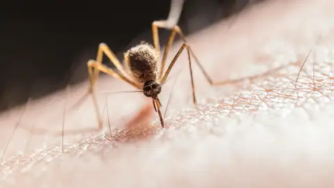 Picadura de mosquito Picadura de mosquito