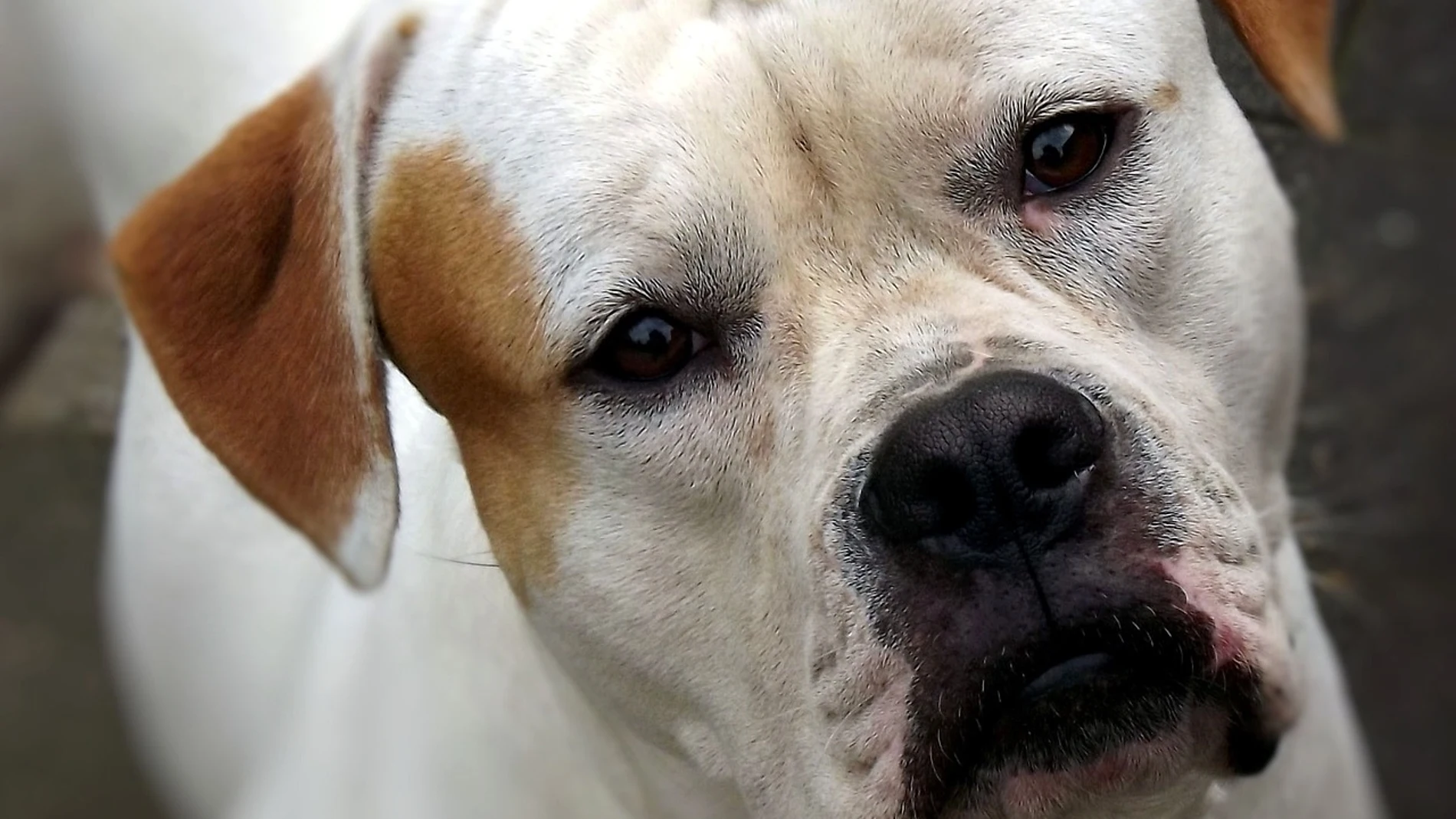 Imagen de archivo de un bulldog americano Imagen de archivo de un bulldog americano