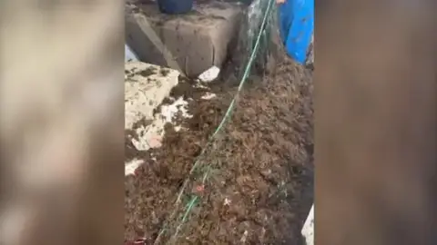 Alga invasora en Cádiz Alga invasora en Cádiz