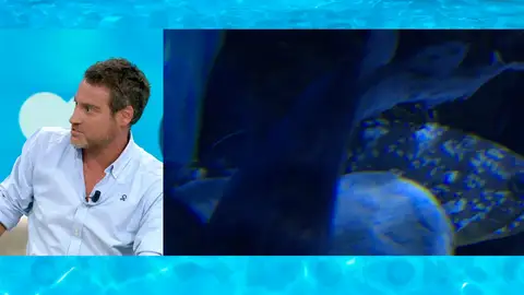 Pez araña. Pez araña.