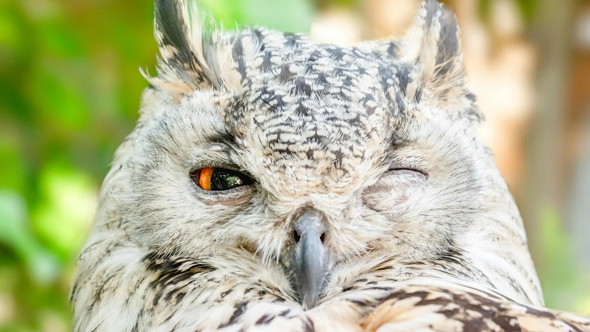 Búho, imagen de archivo Búho, imagen de archivo