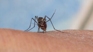 Picadura de mosquito
