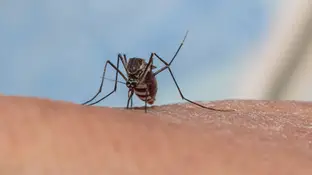 Picadura de mosquito Picadura de mosquito