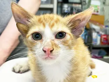 Audio, el gato con cuatro orejas Audio, el gato con cuatro orejas
