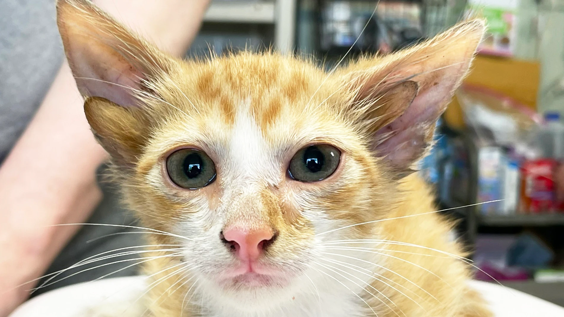 Audio, el gato con cuatro orejas Audio, el gato con cuatro orejas