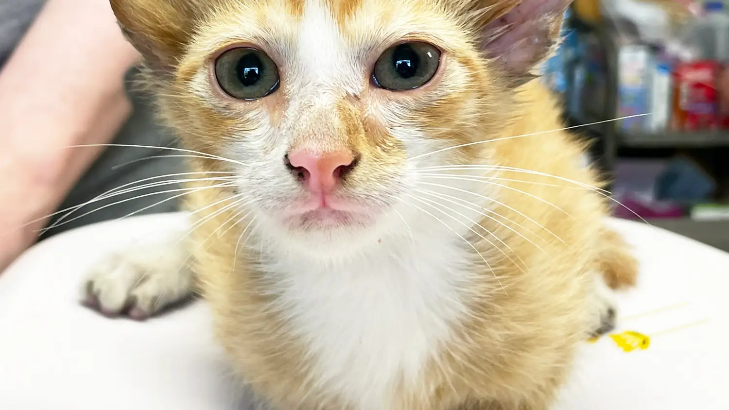 Audio, el gato con cuatro orejas