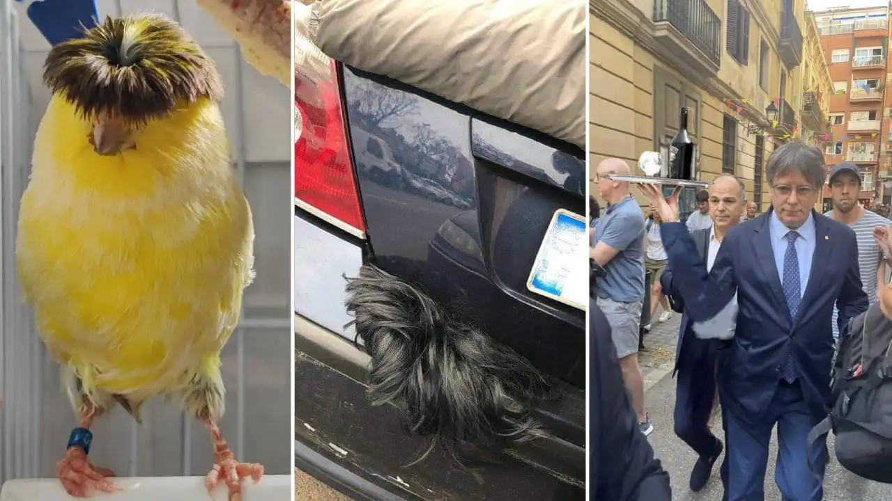 Memes de Carles Puigdemont