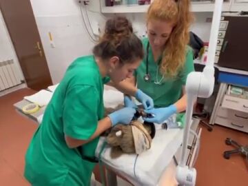 Esperanzadoras imágenes: el osezno rescatado con quemaduras en León se recupera favorablemente