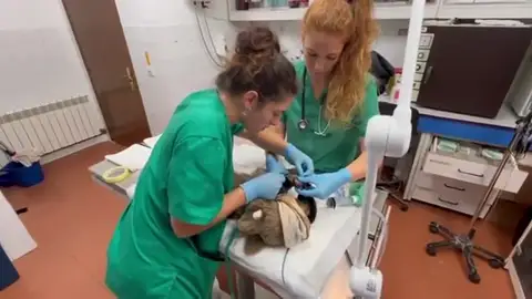 Esperanzadoras imágenes: el osezno rescatado con quemaduras en León se recupera favorablemente Esperanzadoras imágenes: el osezno rescatado con quemaduras en León se recupera favorablemente