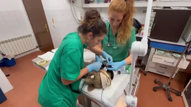 Esperanzadoras imágenes: el osezno rescatado con quemaduras en León se recupera favorablemente Esperanzadoras imágenes: el osezno rescatado con quemaduras en León se recupera favorablemente