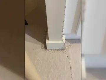 Paula encontró su casa invadida por las hormigas al volver de hacer la compra: "Entraban por todas partes" Paula encontró su casa invadida por las hormigas al volver de hacer la compra: "Entraban por todas partes"