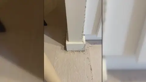 Paula encontró su casa invadida por las hormigas al volver de hacer la compra: "Entraban por todas partes" Paula encontró su casa invadida por las hormigas al volver de hacer la compra: "Entraban por todas partes"