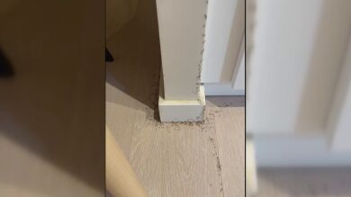 Paula encontró su casa invadida por las hormigas al volver de hacer la compra: 
