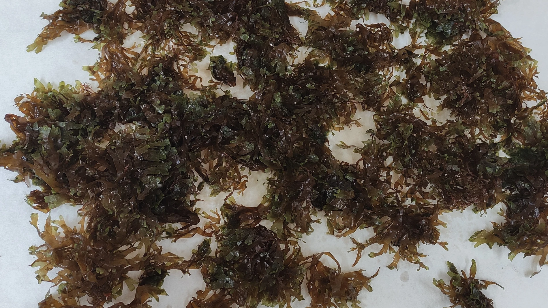 Investigadores de la UA lideran un proyecto para valorizar el alga Rugulopteryx okamurae, conocida como alga asiática, y obtener biomateriales. Investigadores de la UA lideran un proyecto para valorizar el alga Rugulopteryx okamurae, conocida como alga asiática, y obtener biomateriales.