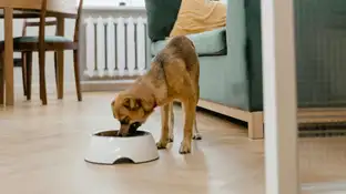 Imagen de archivo de un perro comiendo. Imagen de archivo de un perro comiendo.