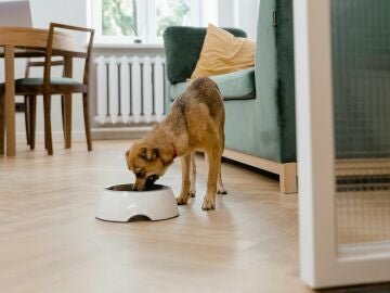 Imagen de archivo de un perro comiendo.