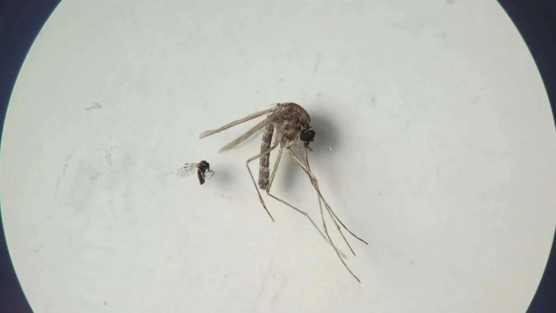 Insecto jején 'Culicoides paraensis' (el más pequeño en la foto) y 'Culex quinquefasciatus' (el más grande en la foto). Insecto jején 'Culicoides paraensis' (el más pequeño en la foto) y 'Culex quinquefasciatus' (el más grande en la foto).