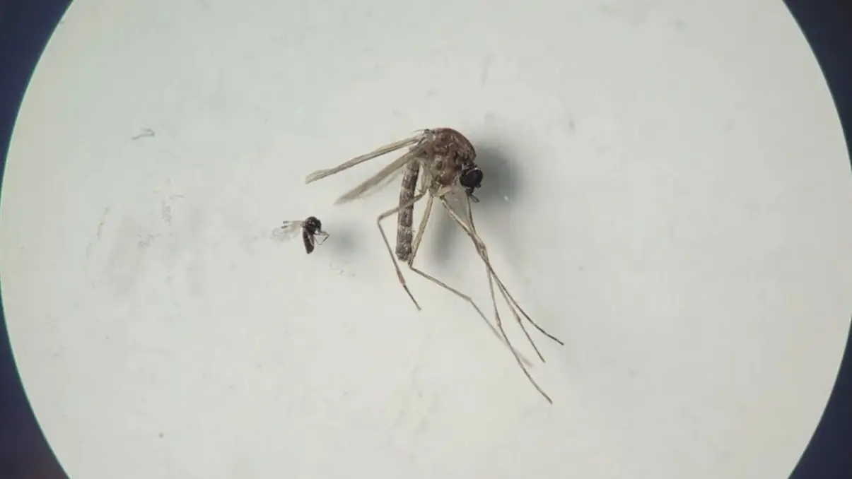 Insecto jején 'Culicoides paraensis' (el más pequeño en la foto) y 'Culex quinquefasciatus' (el más grande en la foto). Insecto jején 'Culicoides paraensis' (el más pequeño en la foto) y 'Culex quinquefasciatus' (el más grande en la foto).