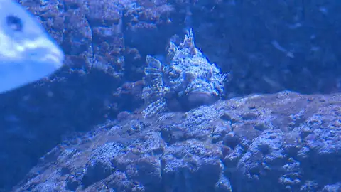 Pez escorpión Pez escorpión