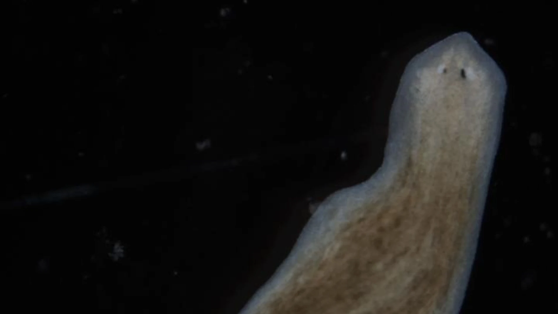 Gusano plano con dos cabezas Gusano plano con dos cabezas