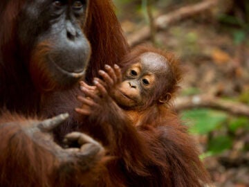 Imagen de archivo de una orangután con su cría