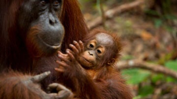 Imagen de archivo de una orangután con su cría