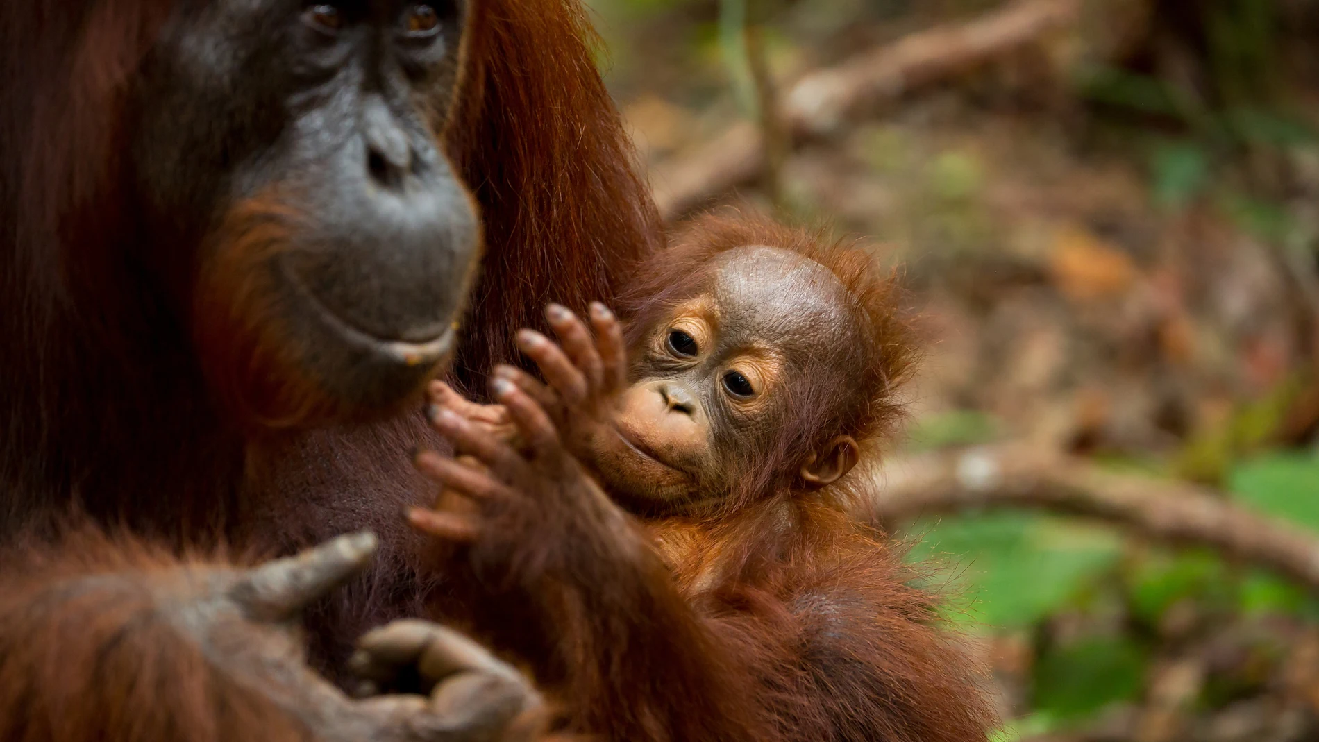 Imagen de archivo de una orangután con su cría Imagen de archivo de una orangután con su cría