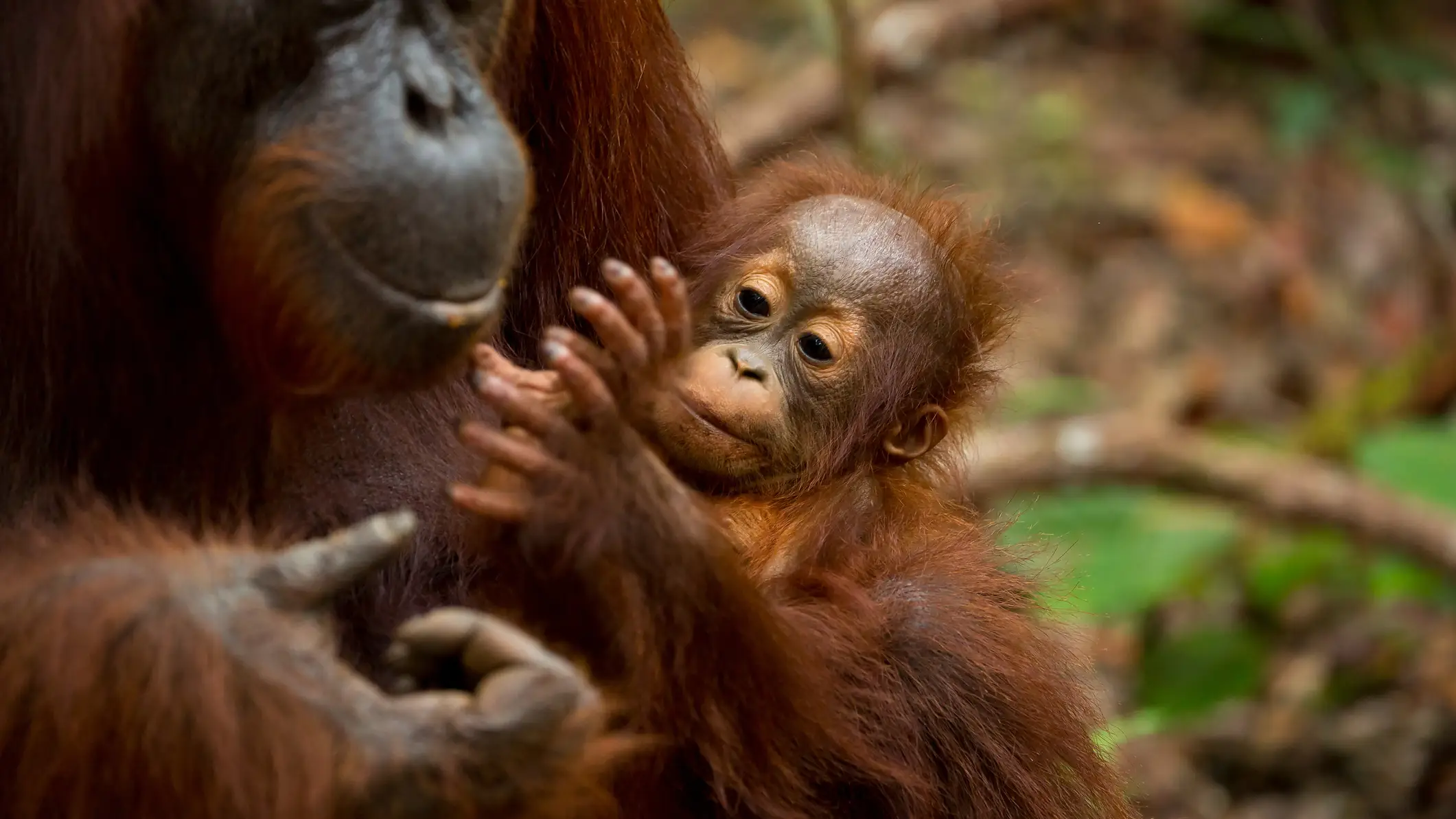 Imagen de archivo de una orangután con su cría Imagen de archivo de una orangután con su cría