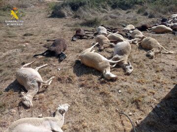 Ovejas muertas en Benifaió