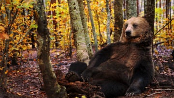 Imagen de archivo de un oso pardo